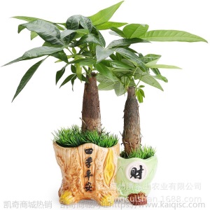 发财树盆栽植物室内办公室花卉绿植盆景艺术造型广州花卉基地直供