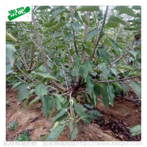 齐早布鲁克斯樱桃苗基地嫁接2公分3公分庭院地栽大樱桃苗量大价优