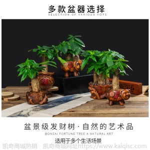【基地直供】东骏60#单杆发财树盆栽植物室内好养客厅绿植批发