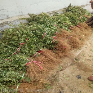 兴红农业基地出售花椒树苗品种多样 花椒树苗地栽盆栽庭院种植