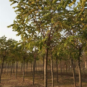 香花槐树苗农业出售 规格齐全香花槐价格 基地现货