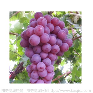 山东骏成农业早熟葡萄树苗价格  1公分2公分嫁接葡萄树苗种植基地