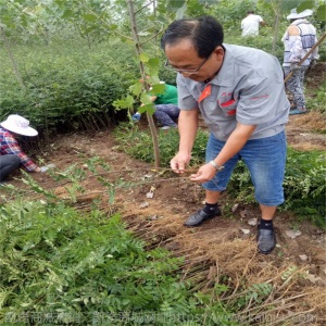 兴红农业基地出售花椒树苗品种多样 花椒树苗地栽盆栽庭院种植