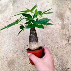 发财树盆栽盆景树单杆发财客厅室内花卉植物四季长青绿植基地批发