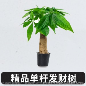 【基地直供】东骏60#单杆发财树盆栽植物室内好养客厅绿植批发