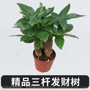 【基地直供】东骏90#三杆发财树盆栽植物室内好养客厅绿植批发