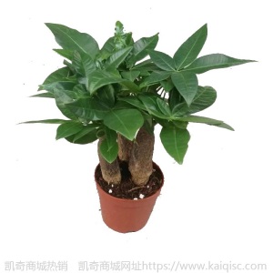 【基地直供】东骏90#三杆发财树盆栽植物室内好养客厅绿植批发