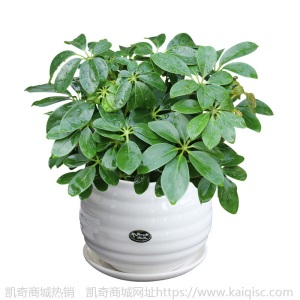 鸭脚木办公室桌面花卉绿植鹅掌柴小盆栽四季常青广州花苗基地直供