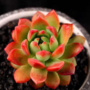 新款 多肉植物组合盆栽 唐印 萌肉肉室内绿植花卉 含盆送土包邮