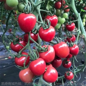 辣椒苗四季蔬菜苗幼苗圣女果苗西红柿苗小番茄苗盆栽黄瓜苗茄子苗