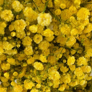云南昆明满天星鲜花批发 吸色干花鲜花直批客厅花瓶插花 鲜花直批