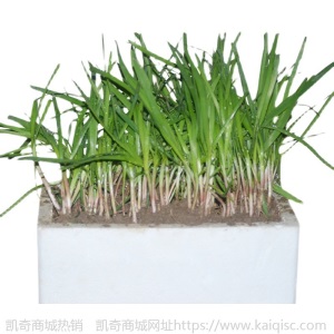 四季韭菜根苗现挖紫红根阳台盆栽宽叶小叶韭菜种根籽子室内蔬菜苗