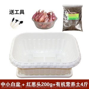 热卖水培香葱种头四季小葱种籽家庭阳台种菜盆栽蔬菜苗葱种子葱头