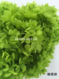 云南鲜花直批永生花木绣球/保鲜花真花干花塔型盒装绣球厂家批发