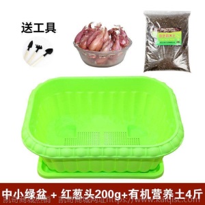热卖水培香葱种头四季小葱种籽家庭阳台种菜盆栽蔬菜苗葱种子葱头