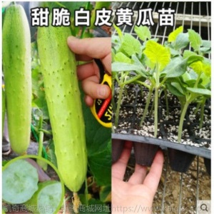 水果黄瓜种苗高产抗病春秋蔬菜苗无刺小黄瓜露天种植黄瓜苗盆栽