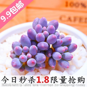 新款 多肉植物组合盆栽 唐印 萌肉肉室内绿植花卉 含盆送土包邮