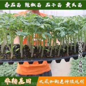 辣椒苗四季蔬菜苗幼苗圣女果苗西红柿苗小番茄苗盆栽黄瓜苗茄子苗