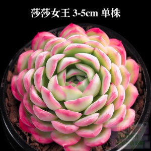 新款 多肉植物组合盆栽 唐印 萌肉肉室内绿植花卉 含盆送土包邮
