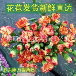 康乃馨鲜花云南基地鲜花直批专供花店婚庆用花家庭插花 量大咨询