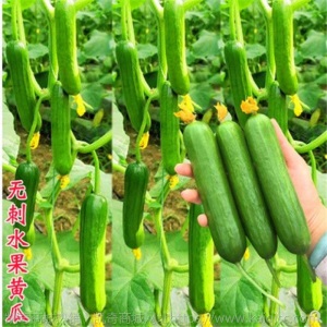 水果黄瓜种苗高产抗病春秋蔬菜苗无刺小黄瓜露天种植黄瓜苗盆栽