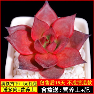 新款 多肉植物组合盆栽 唐印 萌肉肉室内绿植花卉 含盆送土包邮