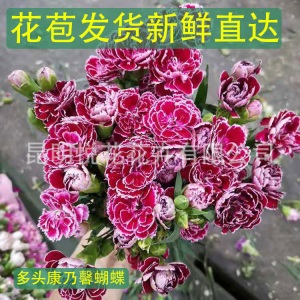 康乃馨鲜花云南基地鲜花直批专供花店婚庆用花家庭插花 量大咨询
