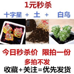 新款 多肉植物组合盆栽 唐印 萌肉肉室内绿植花卉 含盆送土包邮