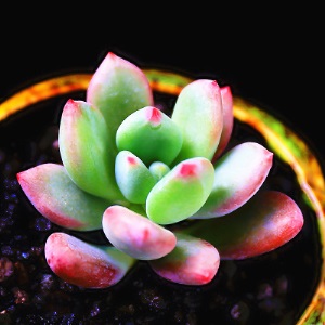 新款 多肉植物组合盆栽 唐印 萌肉肉室内绿植花卉 含盆送土包邮
