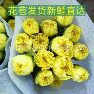 康乃馨鲜花云南基地鲜花直批专供花店婚庆用花家庭插花 量大咨询