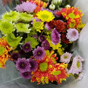 云南昆明小雏菊鲜花批发基地直发新鲜家用花店婚庆直批办公室插花