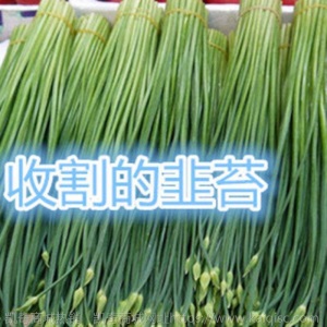 新鲜养心菜种苗田七菜苗救心菜苗养心景天三七救心降压菜苗