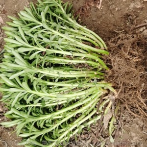 新鲜养心菜种苗田七菜苗救心菜苗养心景天三七救心降压菜苗