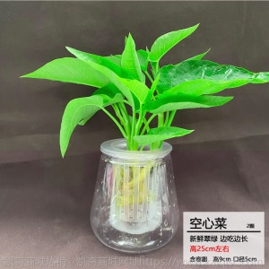 【基地直发】水培蔬菜草莓新鲜活菜带根配送无土栽培菜苗室内种植
