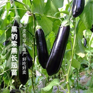 辣椒苗四季蔬菜苗幼苗圣女果苗西红柿苗小番茄苗盆栽黄瓜苗茄子苗
