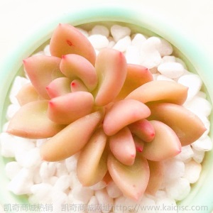 新款 多肉植物组合盆栽 唐印 萌肉肉室内绿植花卉 含盆送土包邮