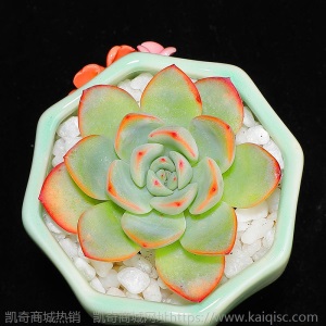 新款 多肉植物组合盆栽 唐印 萌肉肉室内绿植花卉 含盆送土包邮