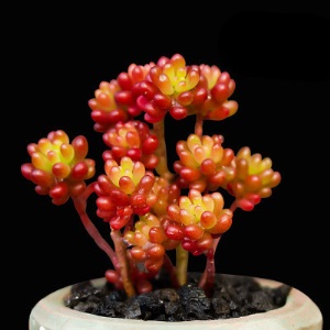新款 多肉植物组合盆栽 唐印 萌肉肉室内绿植花卉 含盆送土包邮
