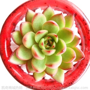 新款 多肉植物组合盆栽 唐印 萌肉肉室内绿植花卉 含盆送土包邮