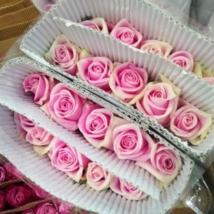 云南昆明玫瑰花鲜花批发教师节礼物直批花店婚庆场地布置用花