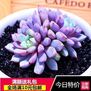 新款 多肉植物组合盆栽 唐印 萌肉肉室内绿植花卉 含盆送土包邮