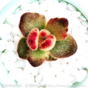 新款 多肉植物组合盆栽 唐印 萌肉肉室内绿植花卉 含盆送土包邮