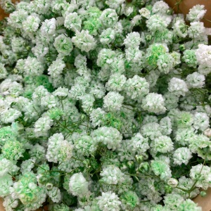 云南昆明满天星鲜花批发 吸色干花鲜花直批客厅花瓶插花 鲜花直批