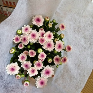 云南昆明小雏菊鲜花批发基地直发新鲜家用花店婚庆直批办公室插花
