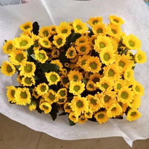 云南昆明小雏菊鲜花批发基地直发新鲜家用花店婚庆直批办公室插花