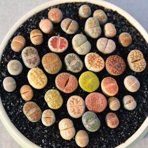 新款 多肉植物组合盆栽 唐印 萌肉肉室内绿植花卉 含盆送土包邮