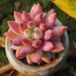 新款 多肉植物组合盆栽 唐印 萌肉肉室内绿植花卉 含盆送土包邮