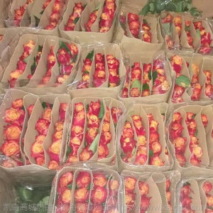 鲜花冷链昆明基地直批红玫瑰卡罗拉香槟白批发直供花店婚庆家用花