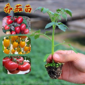 辣椒苗四季蔬菜苗幼苗圣女果苗西红柿苗小番茄苗盆栽黄瓜苗茄子苗