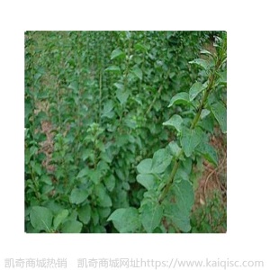 大量出售叶用枸杞苗 批发枸杞芽菜苗 苗木好成活的产地发货